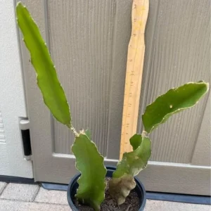 Dragonfruit Live Plant - Pink Fruit Inside, 2 Stems, Rooted, Easy Care - Image 3