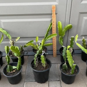 Dragonfruit Live Plant - Pink Fruit Inside, 2 Stems, Rooted, Easy Care - Image 1