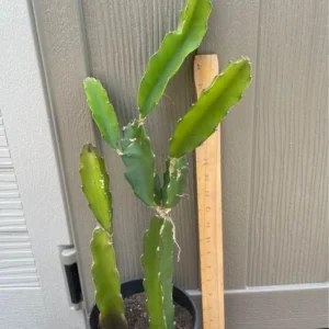 Dragonfruit Live Plant - Pink Fruit Inside, 2 Stems, Rooted, Easy Care - Image 4