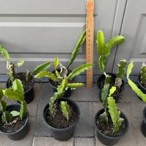 Dragonfruit Live Plant - Pink Fruit Inside, 2 Stems, Rooted, Easy Care - Image 6