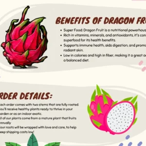 Dragonfruit Live Plant - Pink Fruit Inside, 2 Stems, Rooted, Easy Care - Image 8