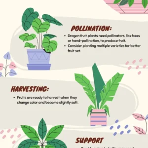 Dragonfruit Live Plant - Pink Fruit Inside, 2 Stems, Rooted, Easy Care - Image 9