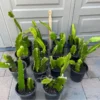 Dragonfruit Plant Live - Vietnamese White Variety - 2 Rooted Stems - Easy Beginner - Image 1