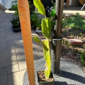 Dragonfruit Plant Live - Vietnamese White Variety - 2 Rooted Stems - Easy Beginner - Image 2