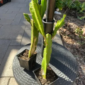 Dragonfruit Plant Live - Vietnamese White Variety - 2 Rooted Stems - Easy Beginner - Image 3