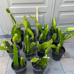 Dragonfruit Plant Live - Vietnamese White Variety - 2 Rooted Stems - Easy Beginner - Image 1