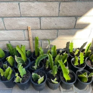 Dragonfruit Plant Live - Vietnamese White Variety - 2 Rooted Stems - Easy Beginner - Image 4