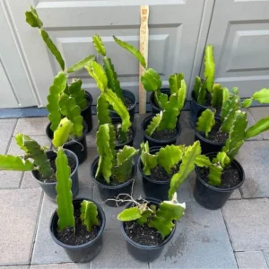 Dragonfruit Plant Live - Vietnamese White Variety - 2 Rooted Stems - Easy Beginner - Image 5