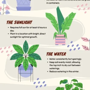 Dragonfruit Plant Live - Vietnamese White Variety - 2 Rooted Stems - Easy Beginner - Image 6