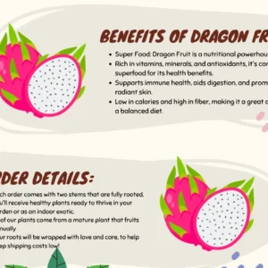 Dragonfruit Plant Live - Vietnamese White Variety - 2 Rooted Stems - Easy Beginner - Image 7