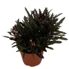 Dragon's Tongue Live Plant - Hemigraphis - 3.7" Pot - Indoor Houseplant - Image 1