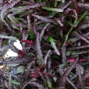 Dragon's Tongue Live Plant - Hemigraphis - 3.7