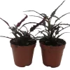 Dragon's Tongue Live Plant - Hemigraphis - Indoor Houseplant - 2 Inch Pot - 2 Pack - Image 1