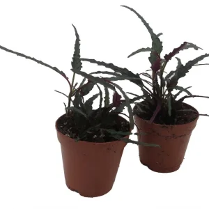 Dragon's Tongue Live Plant - Hemigraphis - Indoor Houseplant - 2 Inch Pot - 2 Pack - Image 3