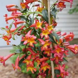 Dressed To Thrill Crossvine Live Plant - Bignonia capreolata - 4 inch Pot - Image 2