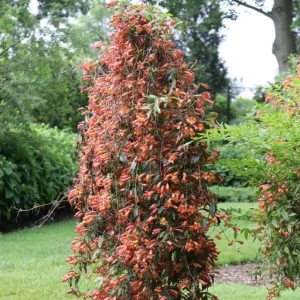 Dressed To Thrill Crossvine Live Plant - Bignonia capreolata - 4 inch Pot - Image 1