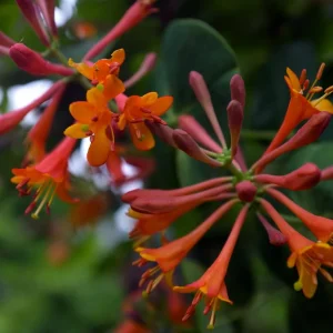 Dropmore Scarlet Honeysuckle Vine - Lonicera Live Plant 2.5
