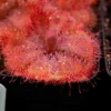 Drosera burmannii Humpty Doo Seeds - Tropical Sundew Carnivorous Plant - 30+ Seeds - Image 1