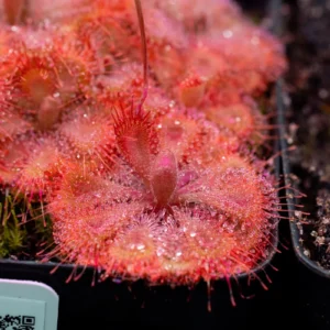 Drosera burmannii Humpty Doo Seeds - Tropical Sundew Carnivorous Plant - 30+ Seeds - Image 2