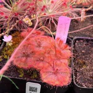 Drosera burmannii Humpty Doo Seeds - Tropical Sundew Carnivorous Plant - 30+ Seeds - Image 3