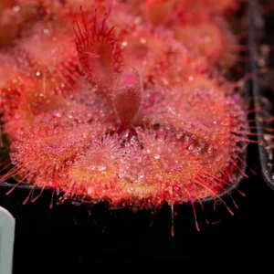 Drosera burmannii Humpty Doo Seeds - Tropical Sundew Carnivorous Plant - 30+ Seeds - Image 1