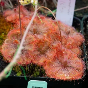 Drosera burmannii Humpty Doo Seeds - Tropical Sundew Carnivorous Plant - 30+ Seeds - Image 4