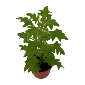 Duck Foot Swedish Ivy Live Plant – Plectranthus – 2.5