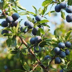 Duke Blueberry Live Plant – 1 Quart Bare Root – 18-24 inch – Zones 4-7 - Image 1