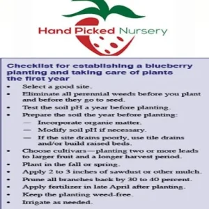 Duke Blueberry Live Plant – 1 Quart Pot, 10-12” Tall, Highbush Variety, Cold Hardy - Image 4