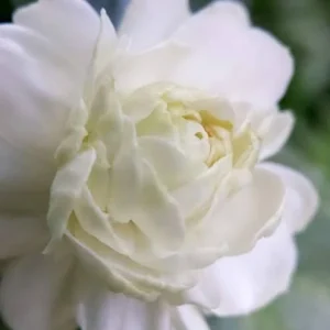 Duke Jasmine Live Plant – Fragrant Shrub – 3 Gallon Pot – 2-3 Feet Tall – Outdoor - Image 2