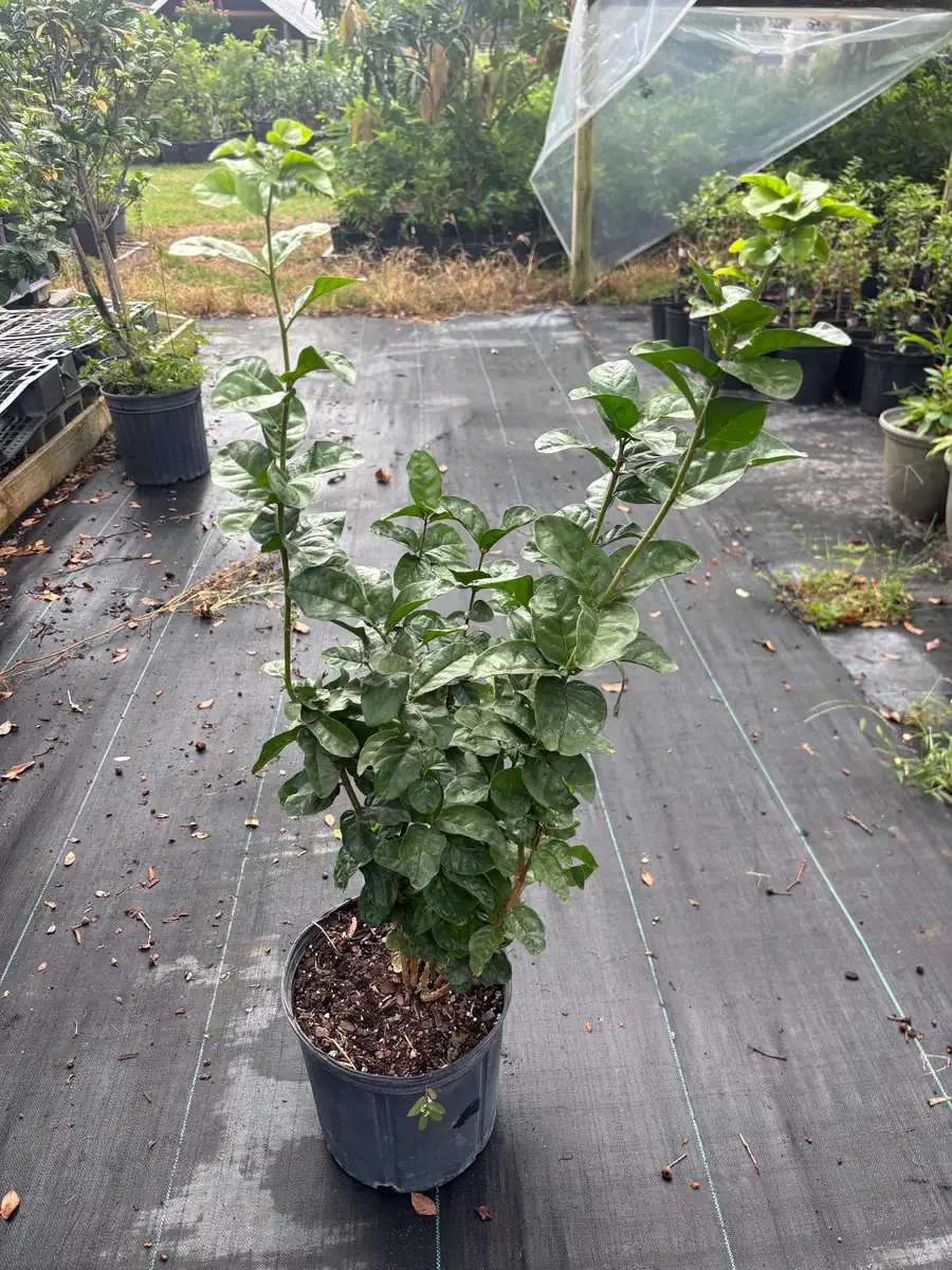 Duke Jasmine Live Plant – Fragrant Shrub – 3 Gallon Pot – 2-3 Feet Tall – Outdoor - Image 4