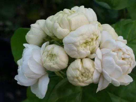 Duke Jasmine Live Plant – Fragrant Shrub – 3 Gallon Pot – 2-3 Feet Tall – Outdoor - Image 1