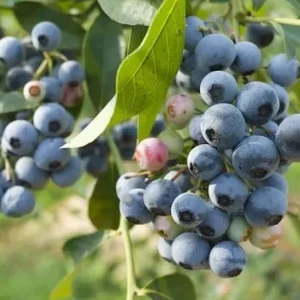 Duke Northern Highbush Blueberry Live Plant - 1 Gallon, Bare Root, 10-12 inch - Image 2