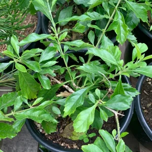 Duranta Sweet Memories Purple Flower Live Plant – 6 inch Pot – Outdoor Shrub - Image 3