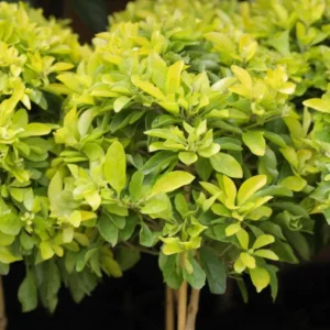 Duranta Yellow Live Plant – Golden Dewdrop Starter Plants – Set 3 – 3-6" Tall Shrub - Image 1