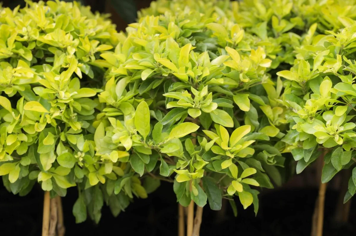 Duranta Yellow Live Plant – Golden Dewdrop Starter Plants – Set 3 – 3-6" Tall Shrub - Image 1
