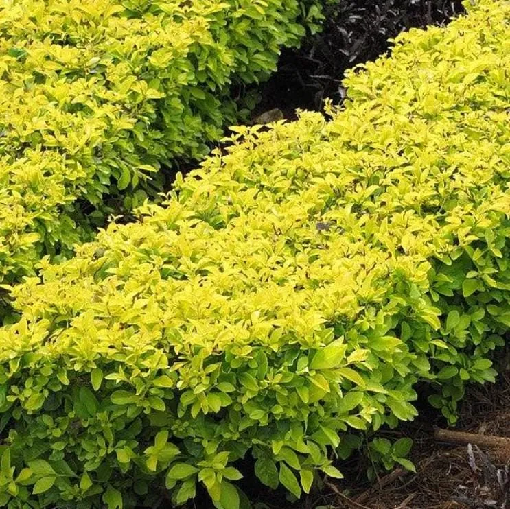 Duranta Yellow Starter Plant - Ornamental Shrub - Live Plant - 3-6" Tall - Image 2