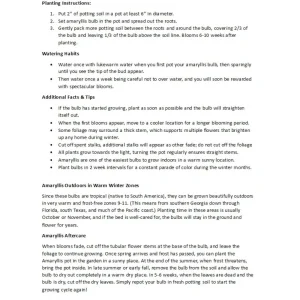 Dutch Amaryllis Bulb - Shine Dream 30/32 cm Bulb - Iridescent White with Coral Edges - Indoor Winter Blooming - Image 4