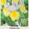 Dutch Iris Apollo Bulbs - 20 Count - 8/9 cm - White & Yellow Flowers - Image 1