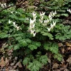 Dutchman's Breeches Bulbs - Dicentra Cucullaria Perennial Wildflower - Image 1