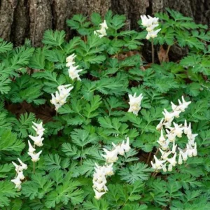 Dutchman's Breeches Bulbs - Dicentra Cucullaria Perennial Wildflower - Image 3
