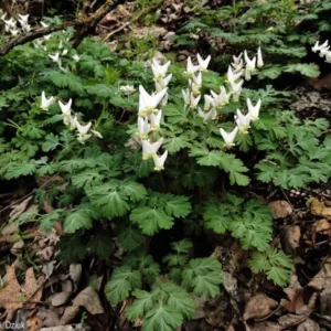 Dutchman's Breeches Bulbs - Dicentra Cucullaria Perennial Wildflower - Image 1