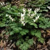 Dutchman's Breeches Bulbs (Dicentra Cucullaria) - White/Pink Perennial - Image 1