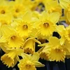 Dutchmaster Trumpet Daffodil Bulbs – Large Yellow Flowers – Zone 3-9 – 14-22 inch - Image 1