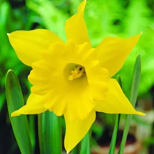 Dutchmaster Trumpet Daffodil Bulbs – Large Yellow Flowers – Zone 3-9 – 14-22 inch - Image 2