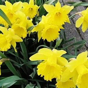 Dutchmaster Trumpet Daffodil Bulbs – Large Yellow Flowers – Zone 3-9 – 14-22 inch - Image 4