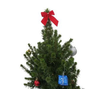 Dwarf Alberta Spruce Live Plant - Picea Conica Miniature Evergreen - 6 inch Pot - Image 2