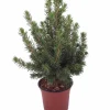 Dwarf Alberta Spruce Live Plant - Picea glauca 'Conica' - 4" Pot - Outdoor Shrub - Image 1