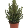 Dwarf Alberta Spruce Live Plant - Picea Glauca Conica - 6 inch Pot - Hardy Evergreen - Image 1