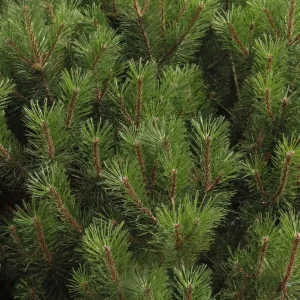 Dwarf Alberta Spruce Live Plant - Picea glauca 'Conica' - 4
